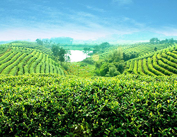 成立青島聯(lián)誼生態(tài)園的有機(jī)茶葉種植基地
